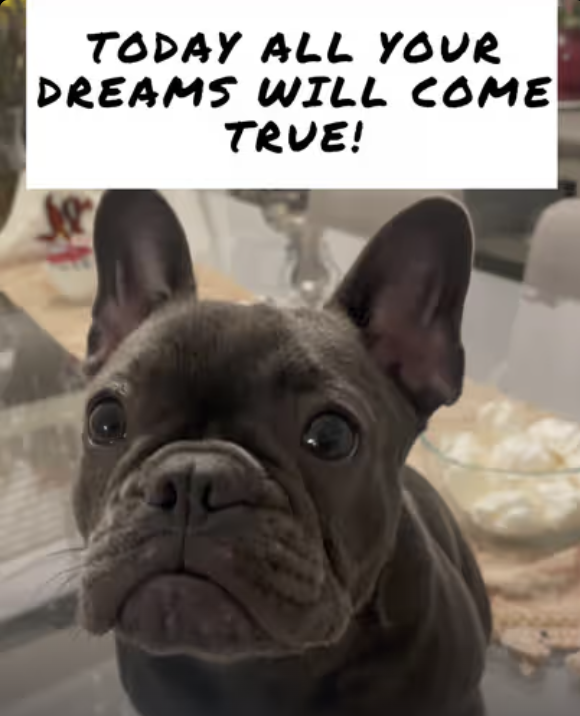Your Dreams Come True Today !